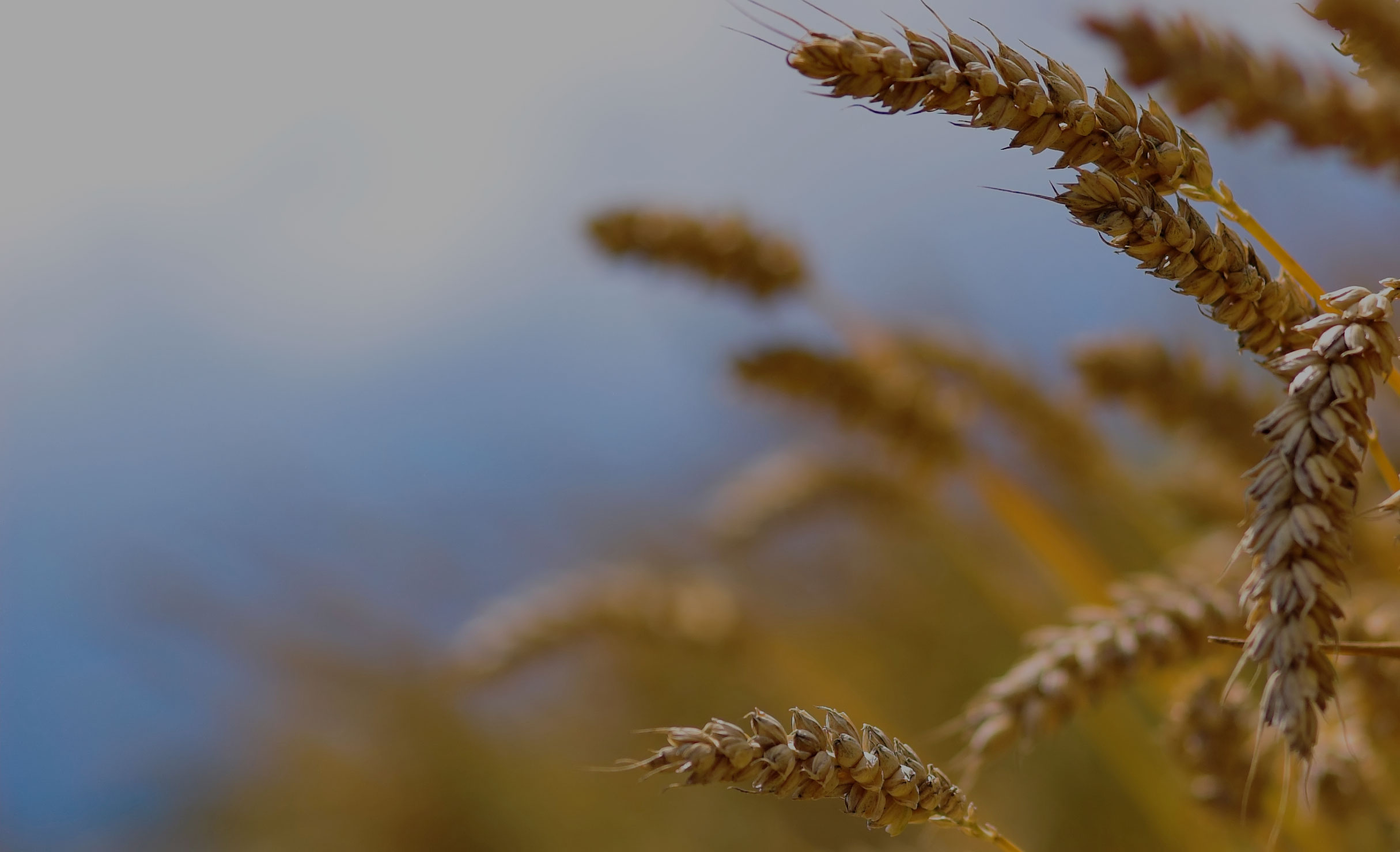 iStock_000003825445Mediumwheat