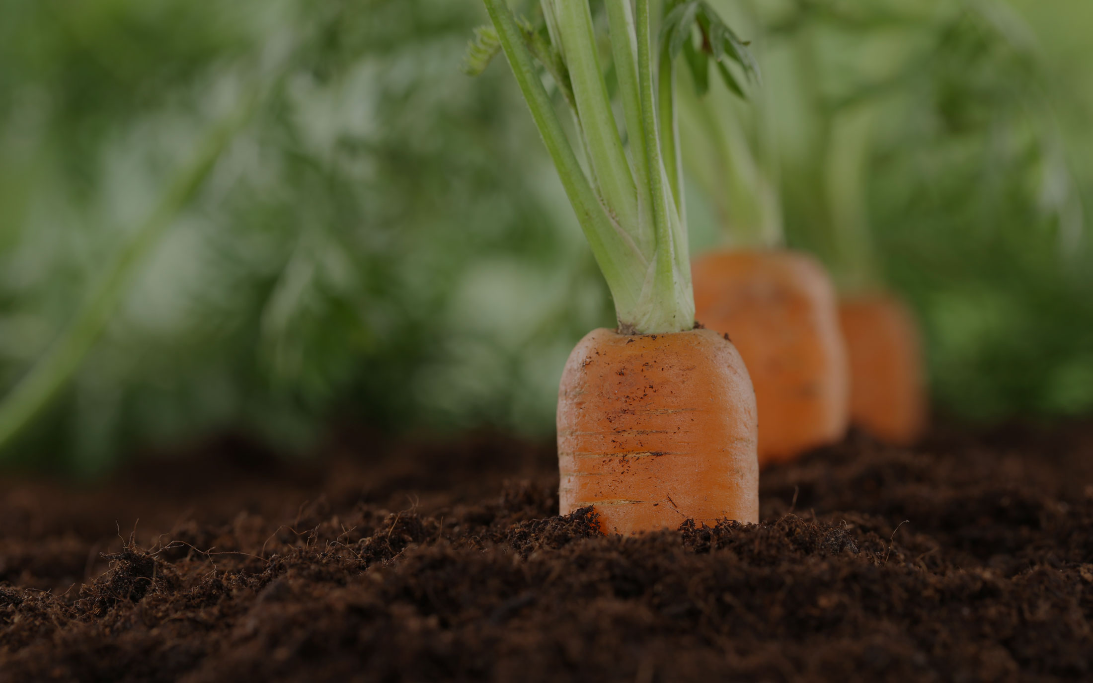 iStock_000042536720carrotslide