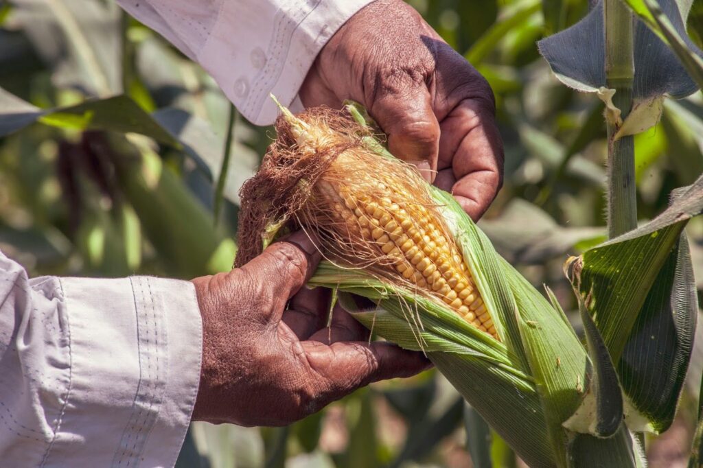 Hand holding freshly picked corn