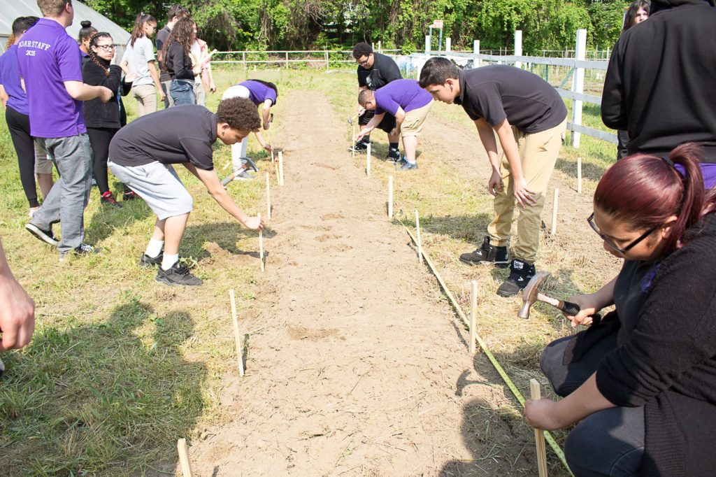 Students pounding stakes into the ground in a community garden