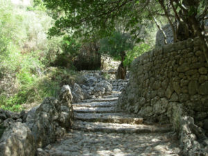 Stone stairway among trees