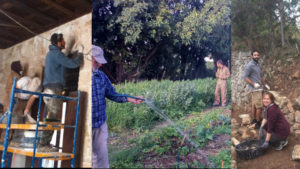 Three photo collage showing a person fixing mortar on an interior wall, someone watering plants on a farm, and someone building a retaining wall on a farm.